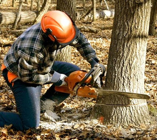 Tree Removal in Saratoga, AR